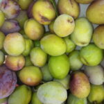 Yeşil Çizik Zeytin - Görsel 2